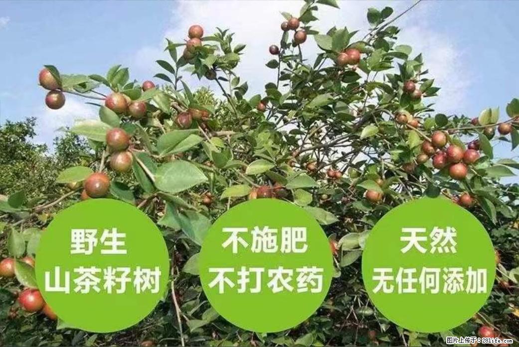 【灌阳县油茶产业示范区】一个有着充实的精神生活的人，对待身外之物自会有一种淡泊的态度 - 土特产 - 饮食特产 - 迪庆分类信息 - 迪庆28生活网 diqing.28life.com