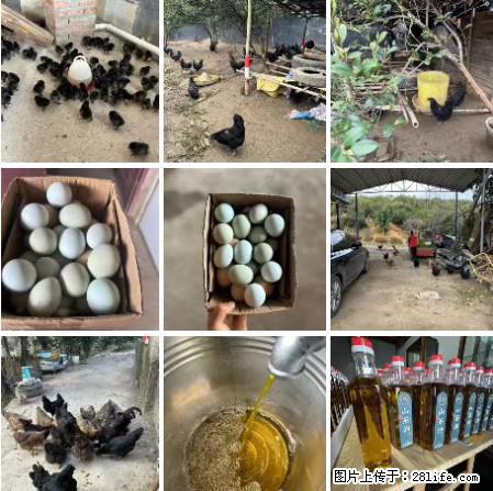 油茶园从小鸡仔开始养起的纯土鸡、土鸡蛋可以预定啦！还有前几天刚榨的纯山茶油哦 - 美食天地 - 迪庆生活社区 - 迪庆28生活网 diqing.28life.com