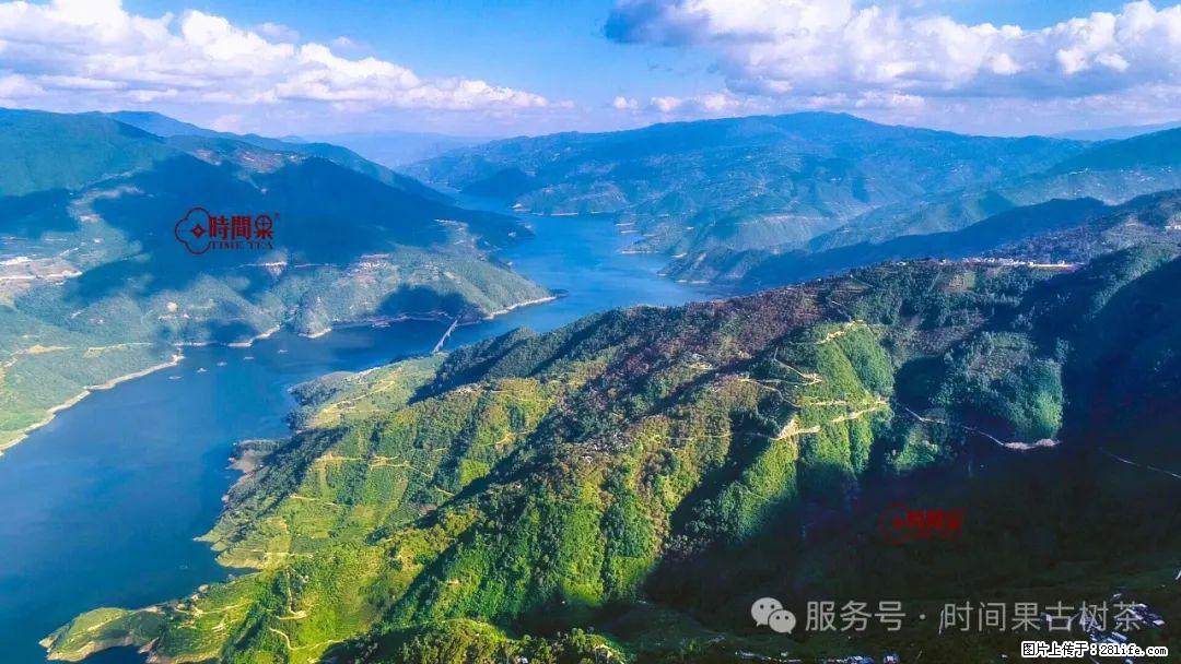 时间果百年古树龙珠普洱生茶 - 购物交流 - 迪庆生活社区 - 迪庆28生活网 diqing.28life.com