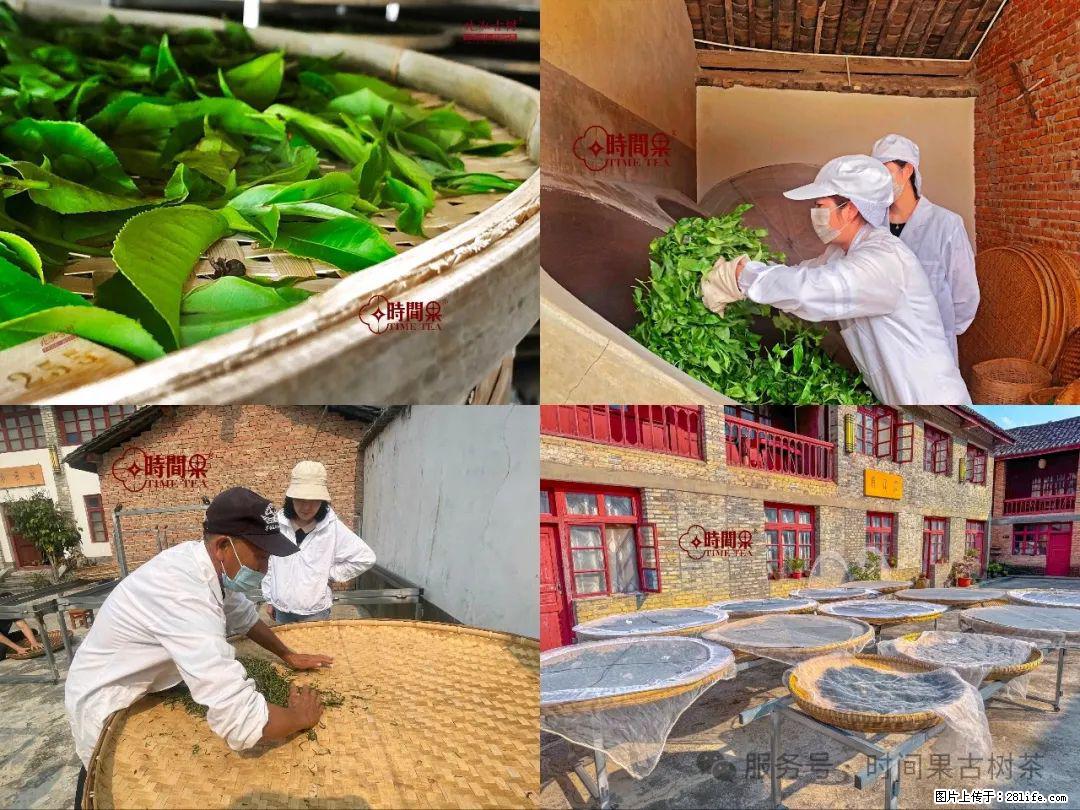 时间果百年古树龙珠普洱生茶 - 购物交流 - 迪庆生活社区 - 迪庆28生活网 diqing.28life.com
