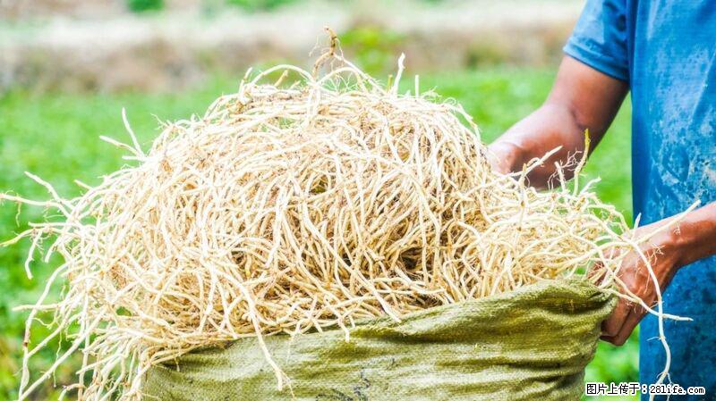 堪称“最难吃”的蔬菜,却是 “抗辐射神器”,还能护肺、清热、止咳化痰! - 迪庆生活资讯 - 迪庆28生活网 diqing.28life.com