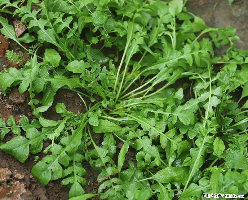 这些蔬菜是“天然钙片”，这6种被医生重点推荐 - 迪庆生活资讯 - 迪庆28生活网 diqing.28life.com