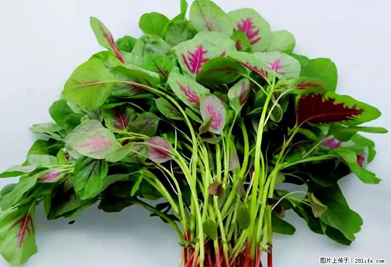 这些蔬菜是“天然钙片”，这6种被医生重点推荐 - 迪庆生活资讯 - 迪庆28生活网 diqing.28life.com