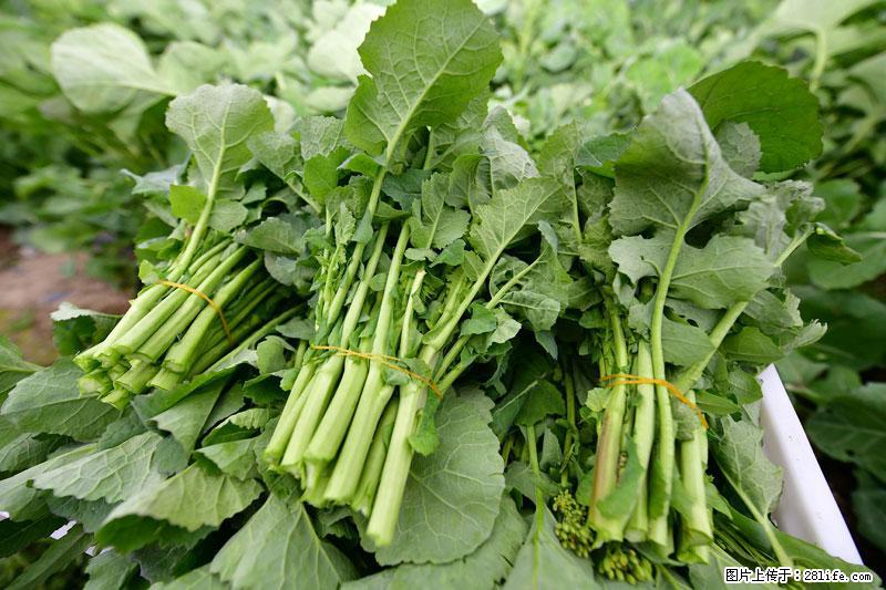 这些蔬菜是“天然钙片”，这6种被医生重点推荐 - 迪庆生活资讯 - 迪庆28生活网 diqing.28life.com